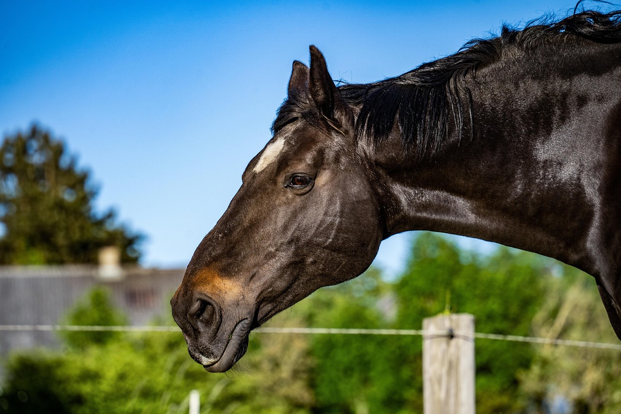 Finding Horses That Are Free to a Good Home: A Guide for Horse Lovers