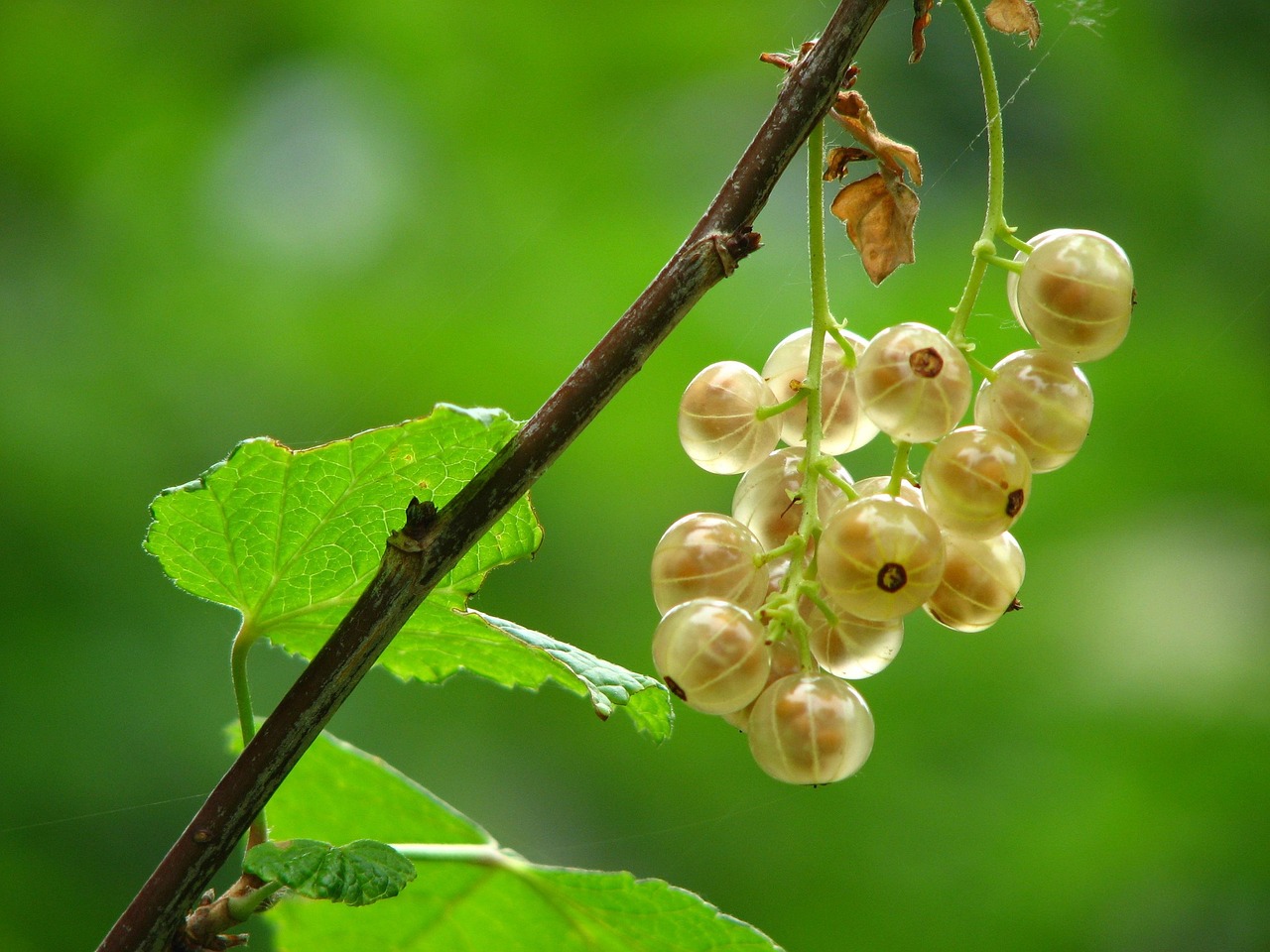 How to Get Rid of Fruit Flies in Plants: Effective Solutions