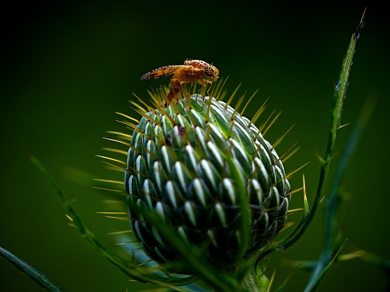 How to Get Rid of Gnats and Fruit Flies: Effective Solutions