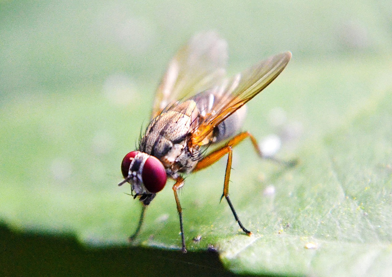 How to Get Rid of Fruit Fly: Effective Strategies and Tips