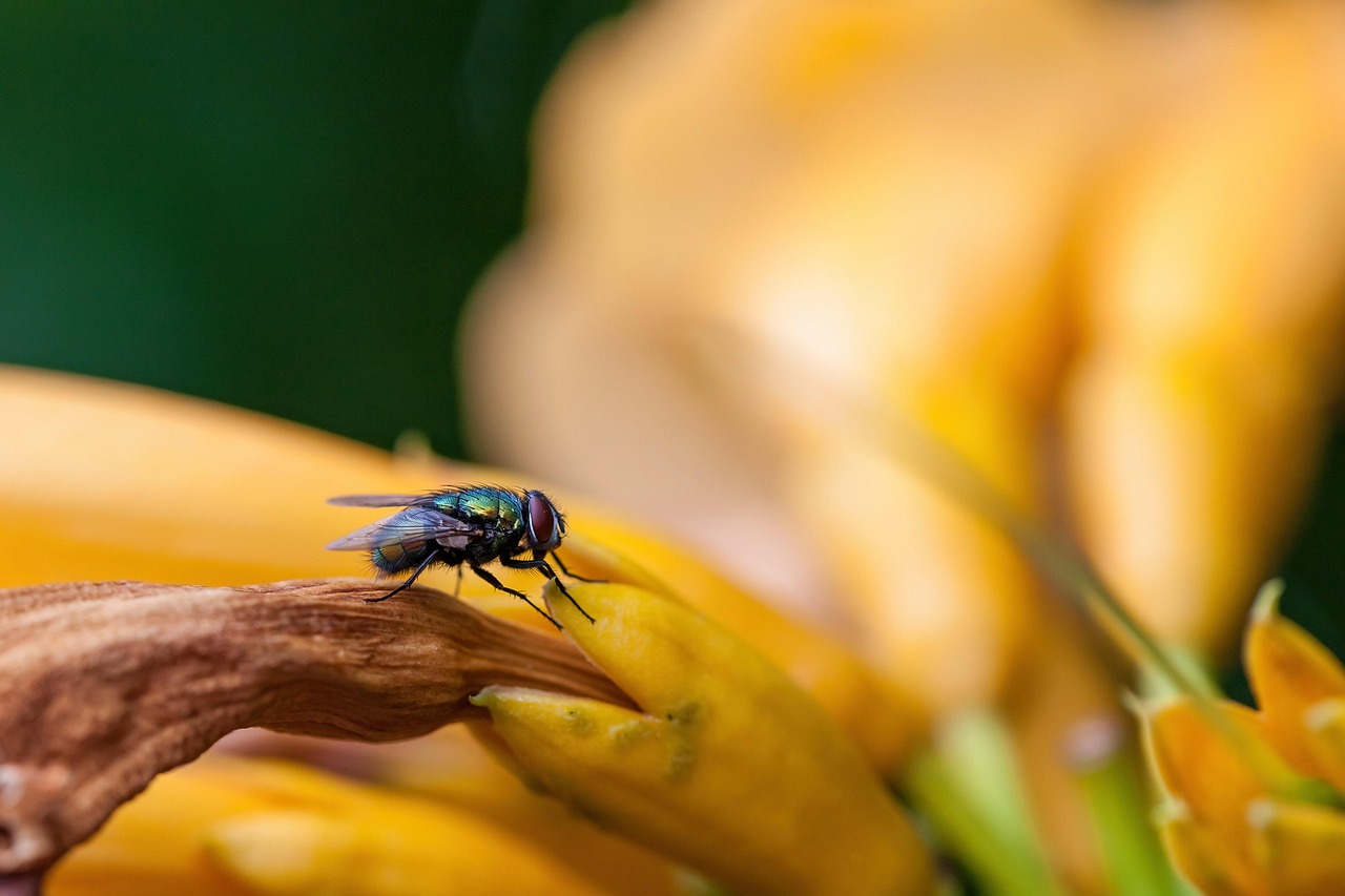 How to Get Rid of Flying Fruit Flies: Effective Tips and Solutions