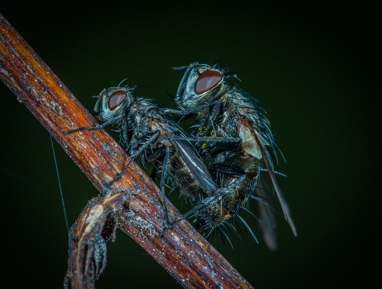 How to Get Rid of Fruit Flies and Flies: Effective Tips & Tricks