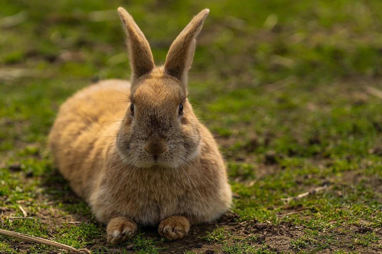 Hop Into Laughter: The Best Bunny Butt Jokes You’ll Love