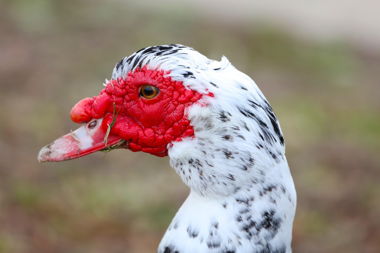 Quack Up: The Best Duck Jokes to Make You Smile