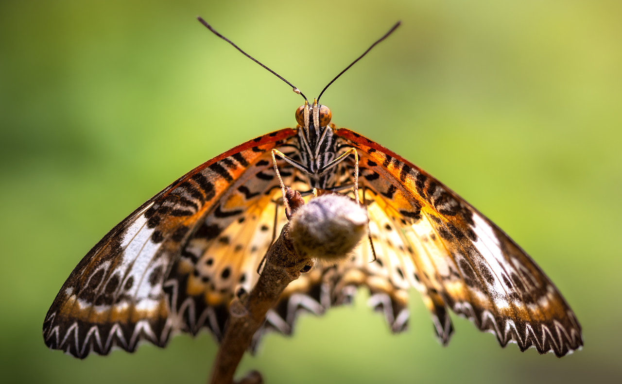 Brighten Your Day with Fun Butterfly Jokes