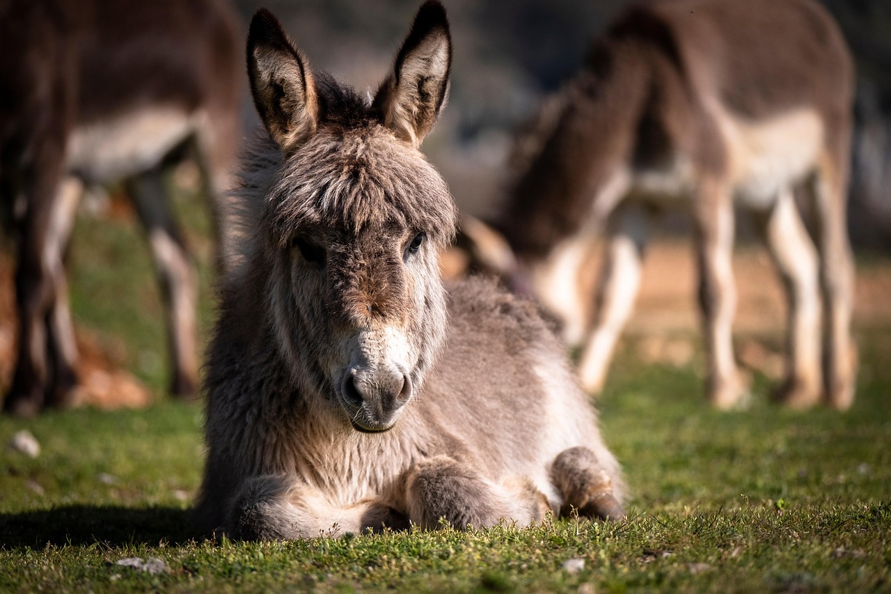 Hilarious Donkey Jokes to Brighten Your Day