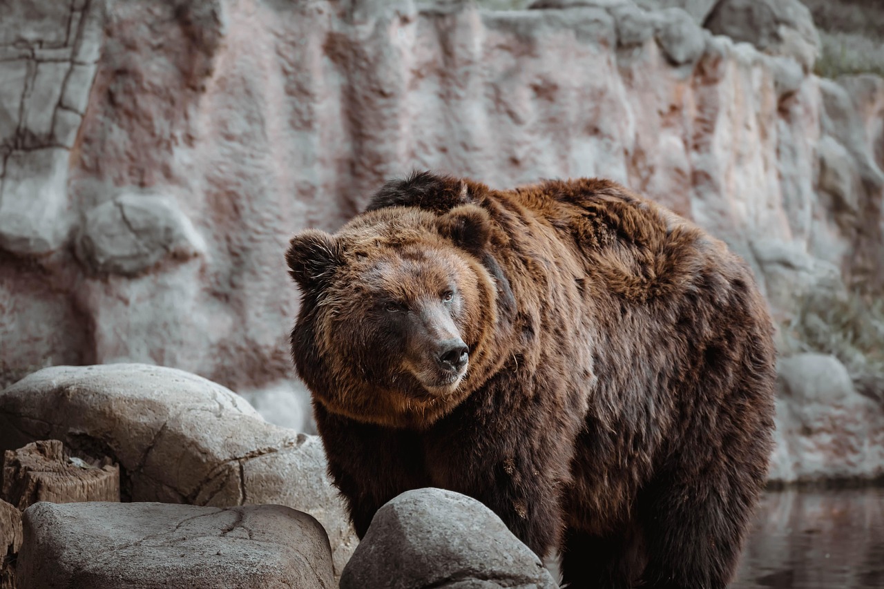 Bear Jokes: The Funniest Ways to Make People Laugh