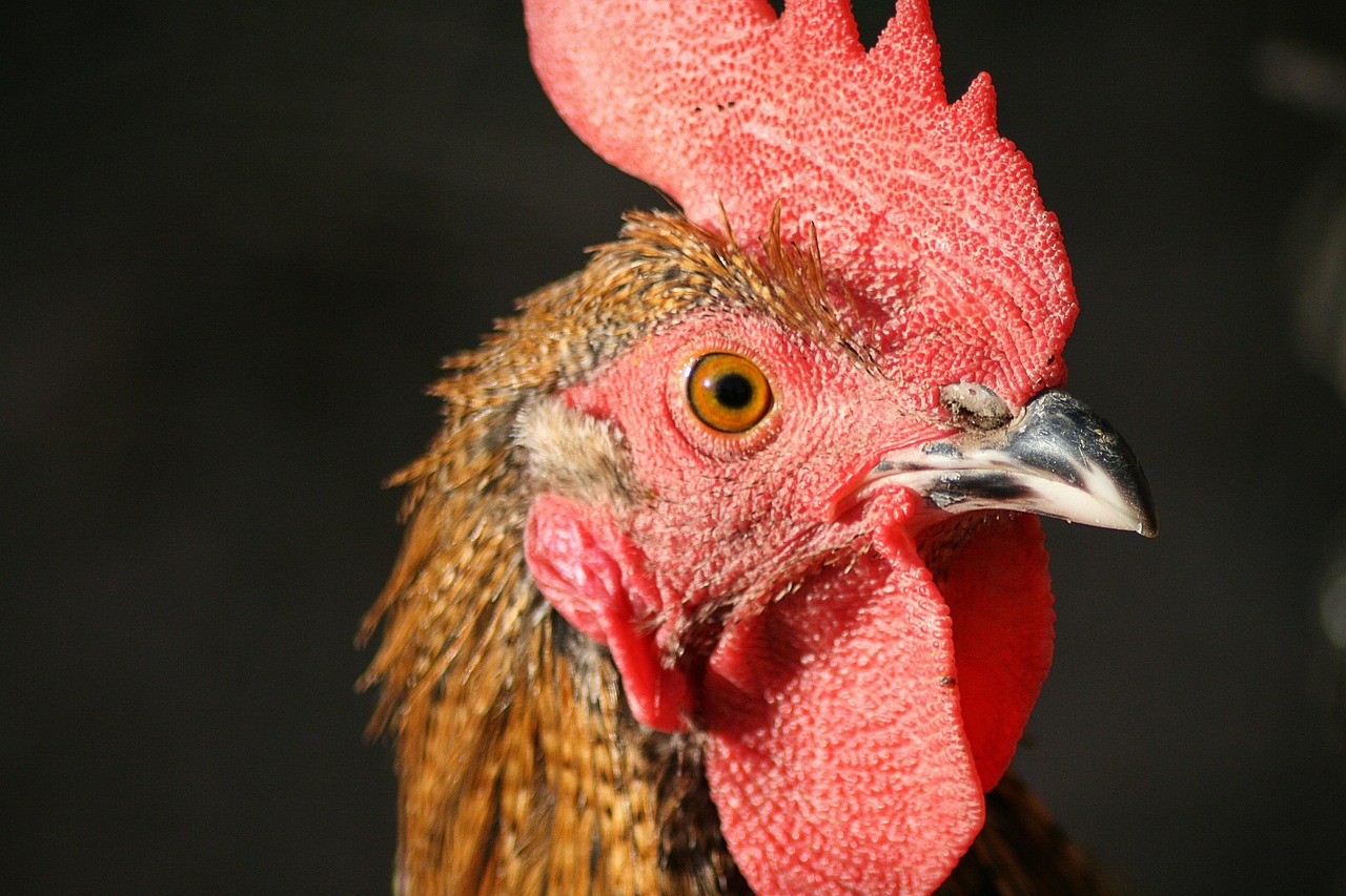 Cheer Up with These Hilarious Chicken Jokes