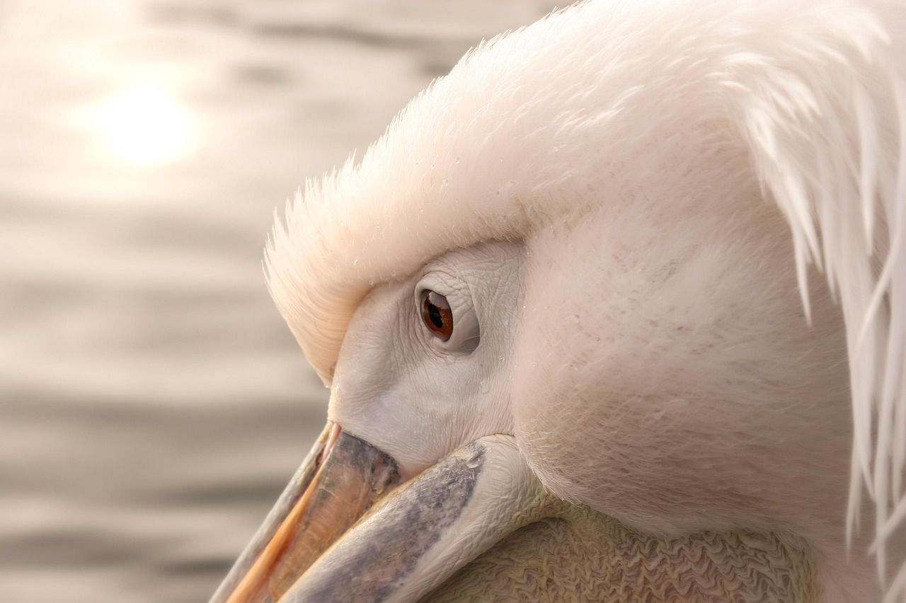 Discover the Vibrant Pelican Preserve Lifestyles: Community and Nature Combined