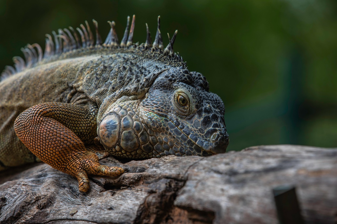 Galapagos Marine Iguana Lifestyle: A Deep Dive into Their Unique Existence