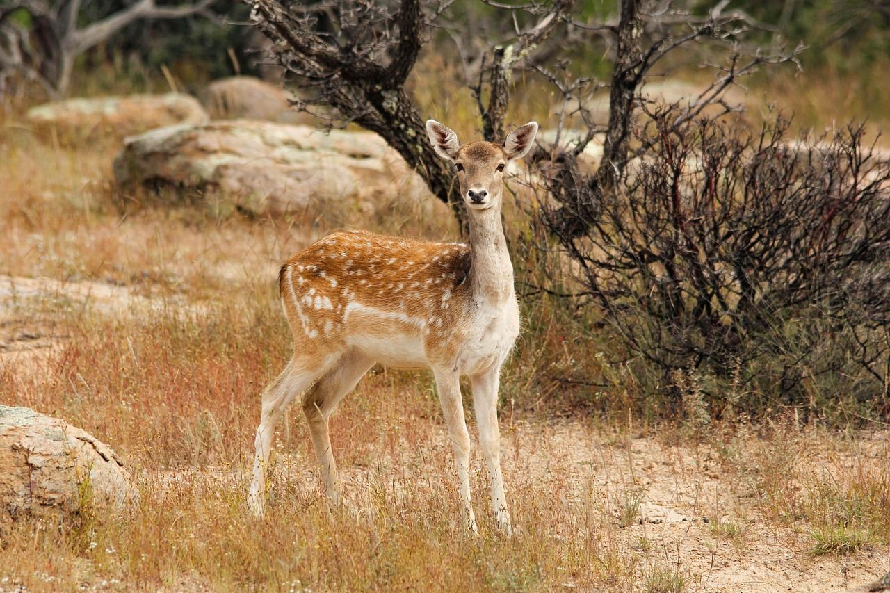 What is the Lifestyle Like for a Deer in Georgia?