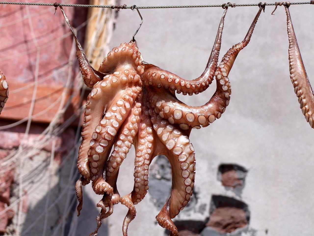 The Fascinating Atlantic Pygmy Octopus Lifestyle