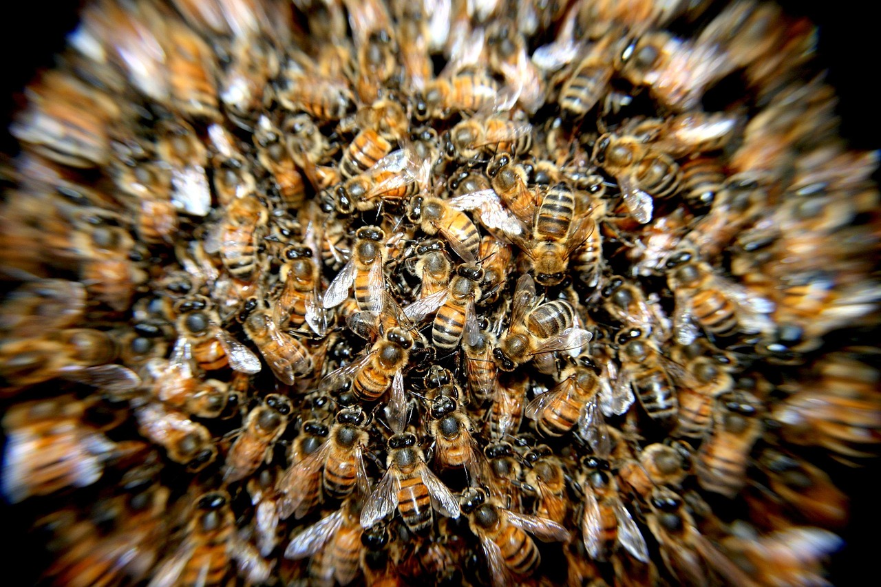 Exploring the Fascinating Lifestyle of Bees