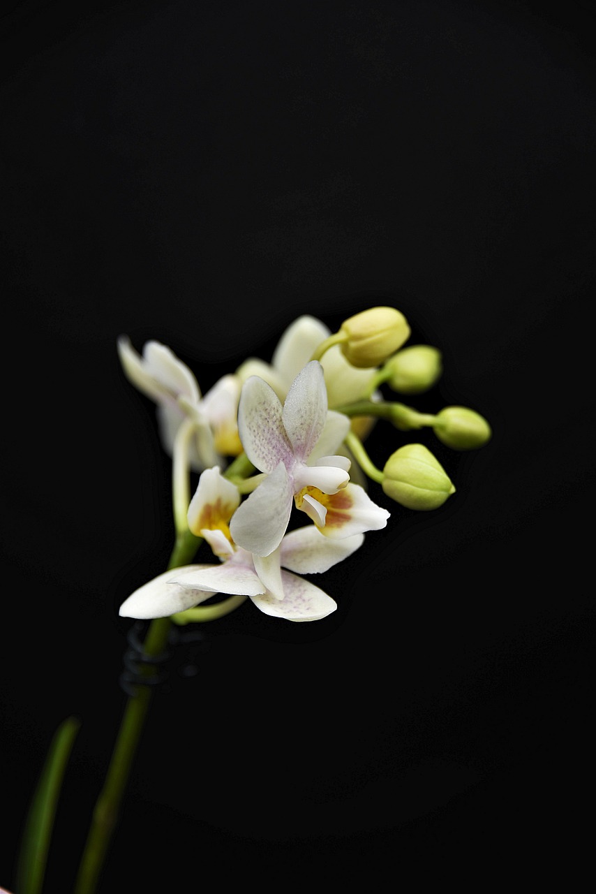 Embracing the Cymbidium Orchid Lifestyle: Beauty and Care Tips