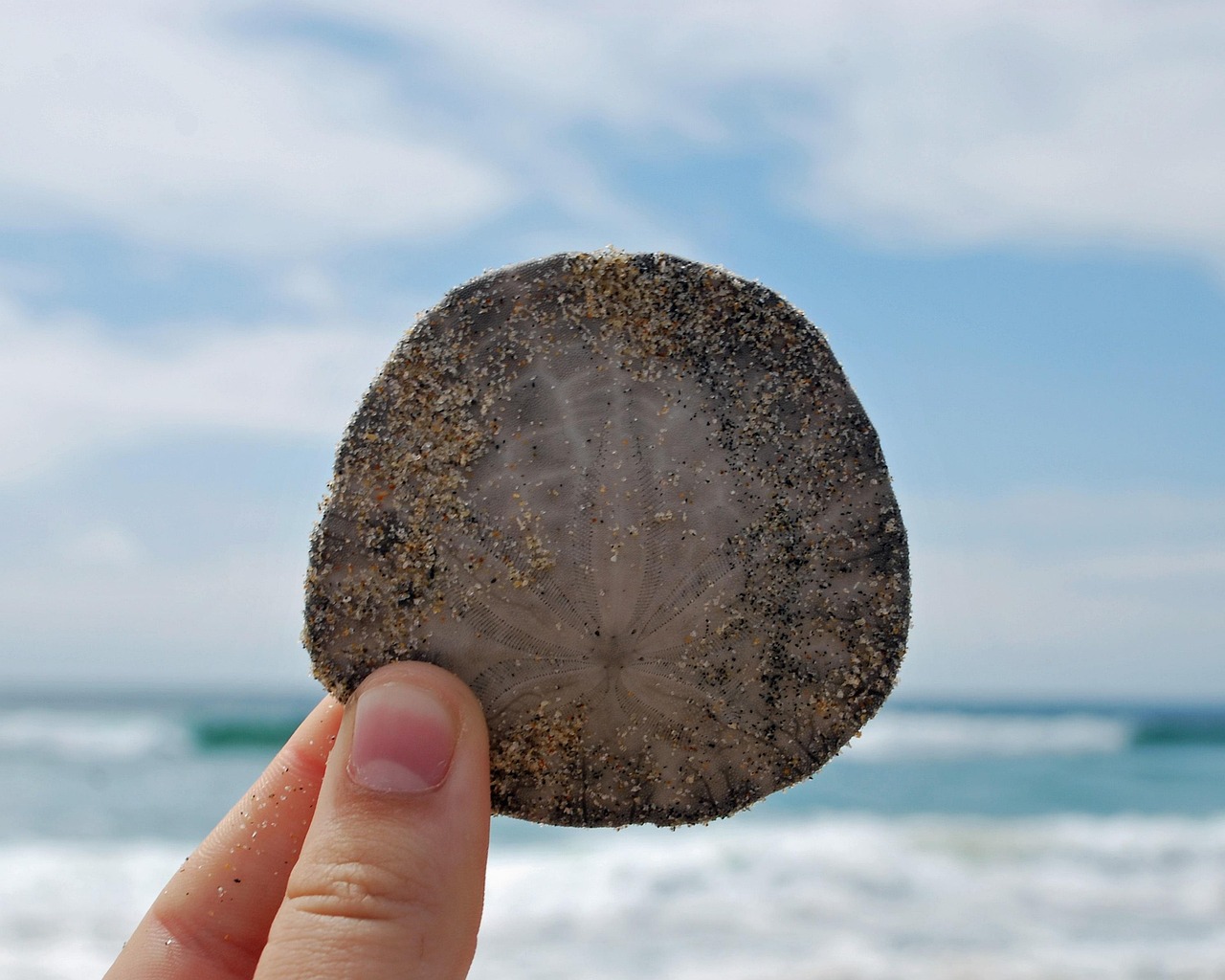 Embrace the Ocean: Discovering Sand Dollar Lifestyles