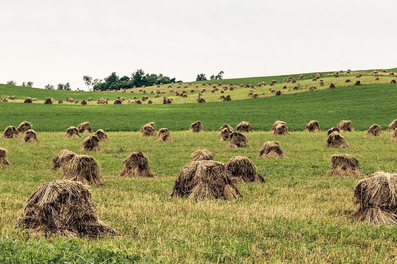 Understanding Amish Lifestyle Rules: A Simple Way of Life