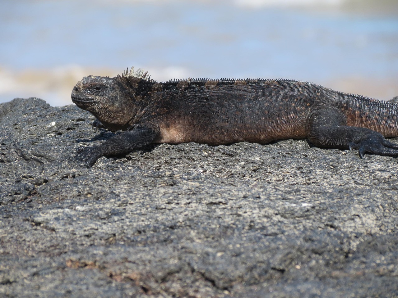 Explore the Fascinating Galapagos Marine Iguana Lifestyle Stages