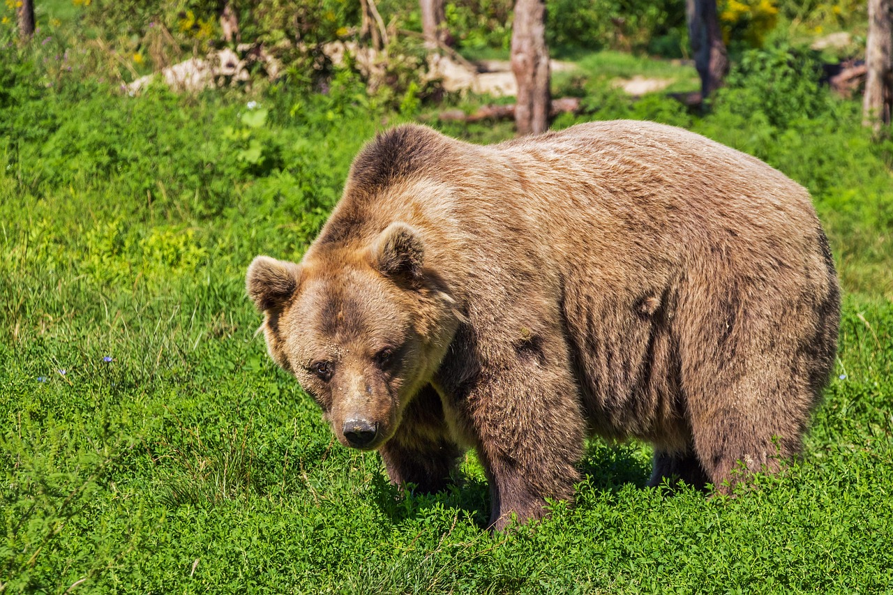 The Mandela Effect and the Berenstein Bears: A Curious Case