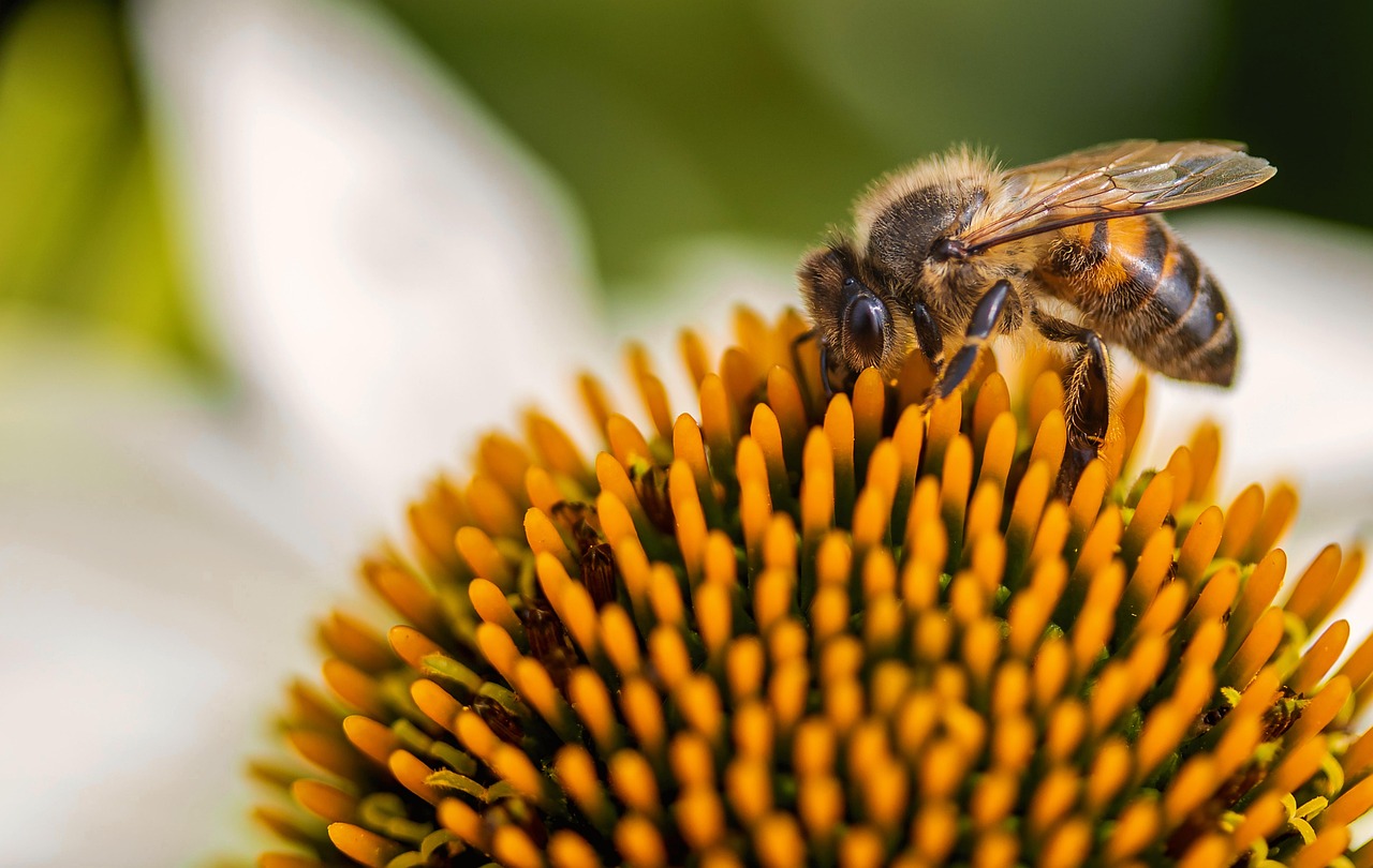 Unique Mother's Day Bee Card Ideas to Celebrate Mom