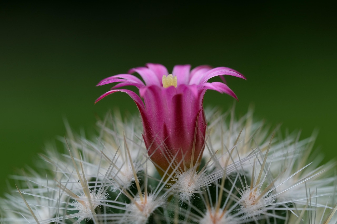 Unique Mother’s Day Cactus Gifts to Celebrate Mom