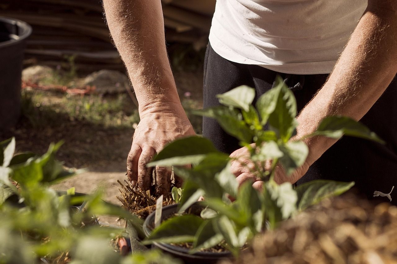 Live Plants for Mother's Day: A Natural Gift Choice