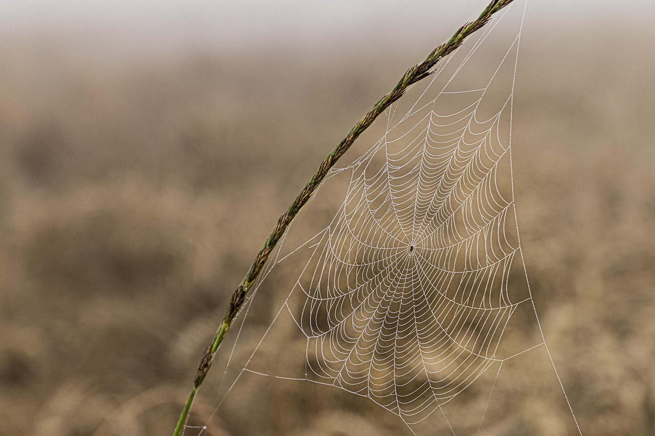 Chilling Spider Pumpkin Carving Ideas for Your Halloween Decor