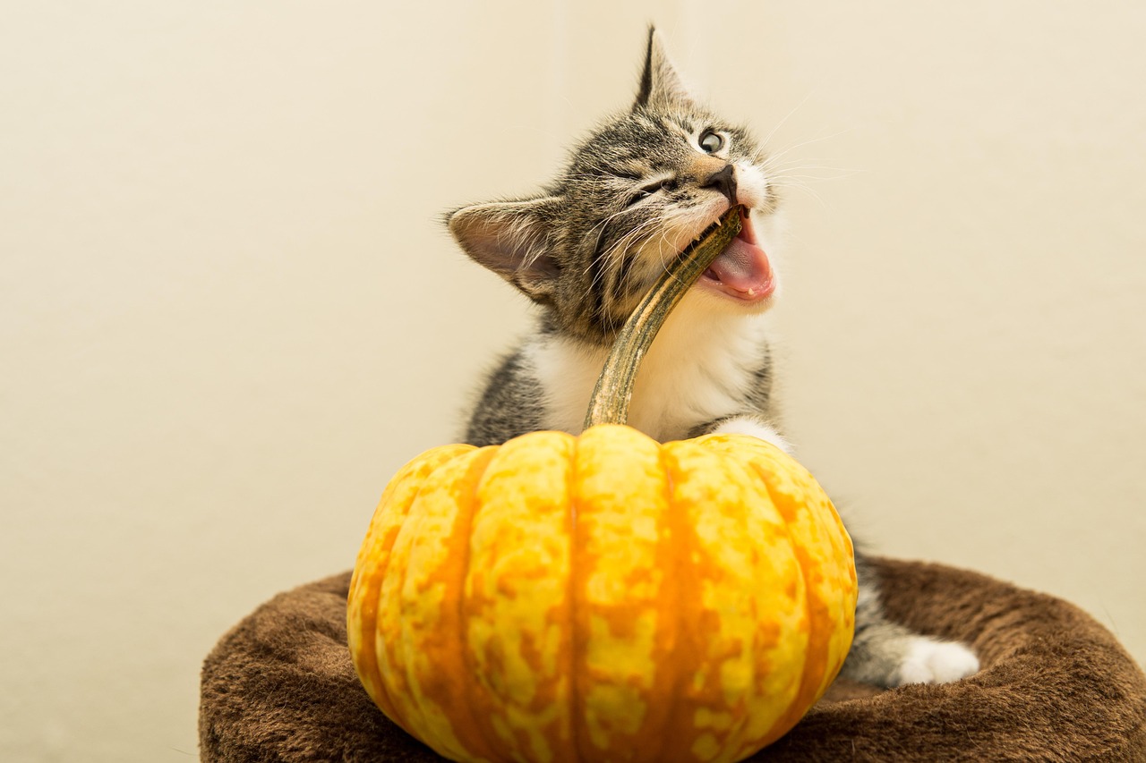 Creative Cat Pumpkin Carving Ideas for a Spooktacular Season