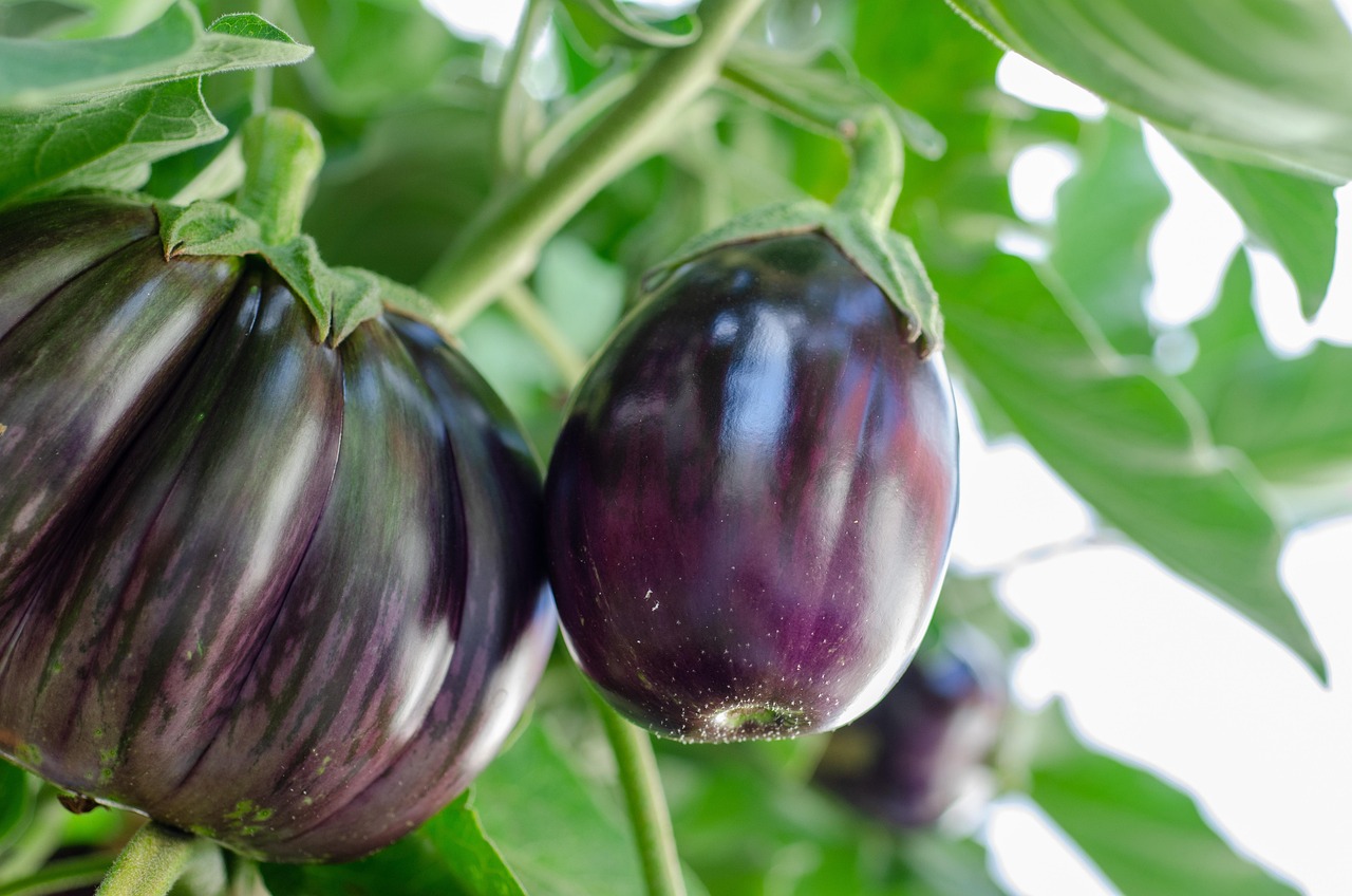 Delicious Eggplant Recipes You Need to Try Today