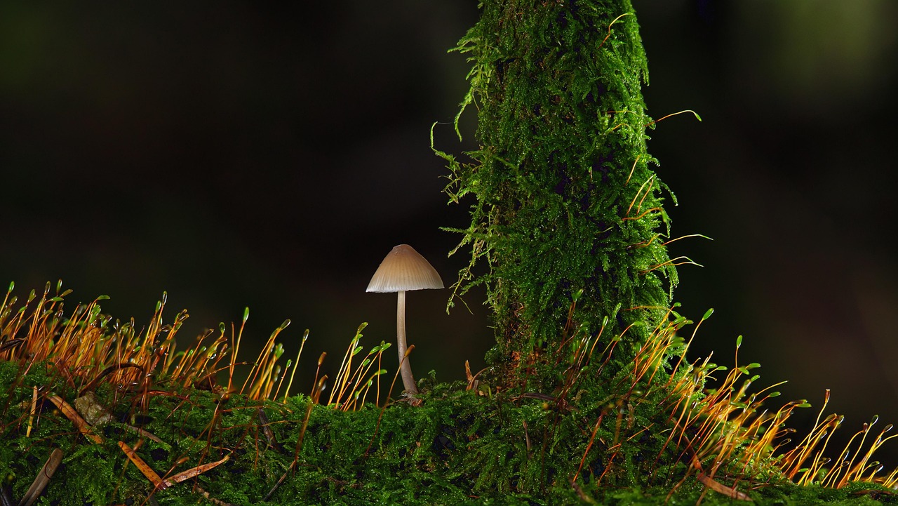 Delicious Mushroom Recipes to Satisfy Every Palate