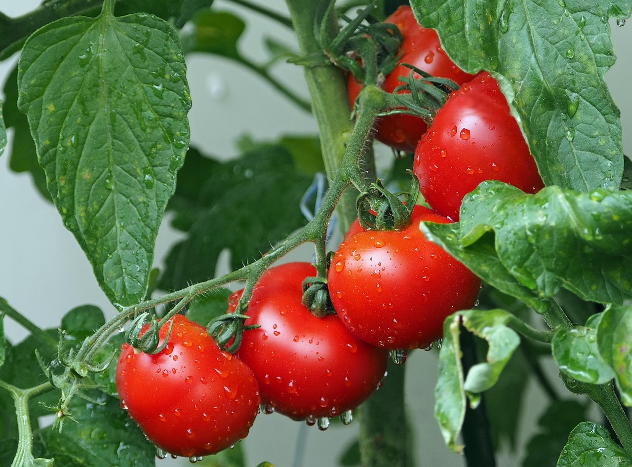 Delicious Recipe for Salsa with Fresh Tomatoes