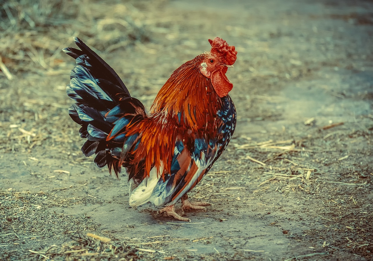 Easy Recipe for Shredded Chicken: Flavorful and Versatile