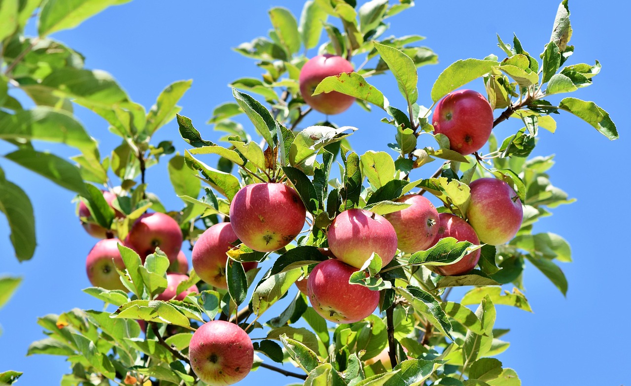 Delicious Apple Recipes for Every Occasion