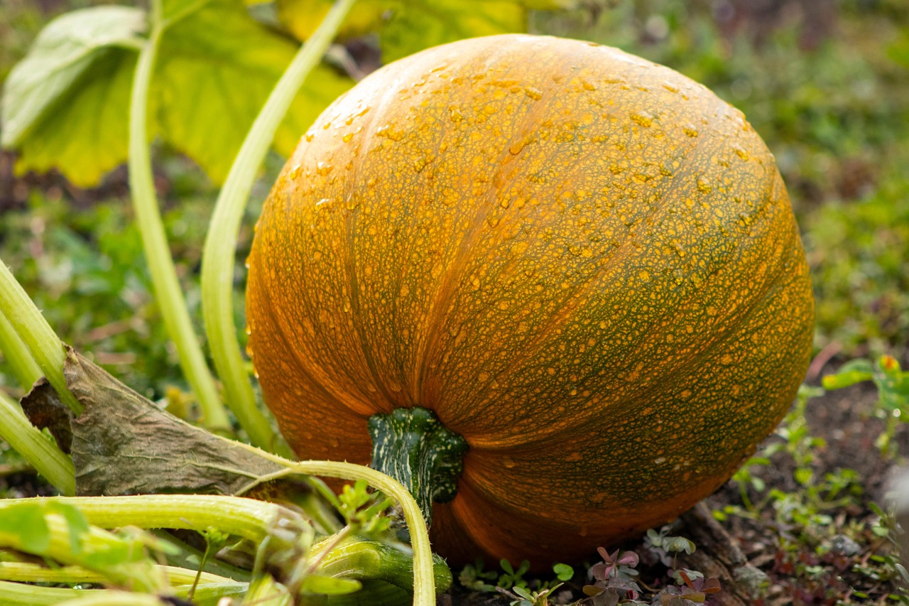 Delicious Recipe for Squash: 5 Tasty Ways to Enjoy This Nutritious Vegetable