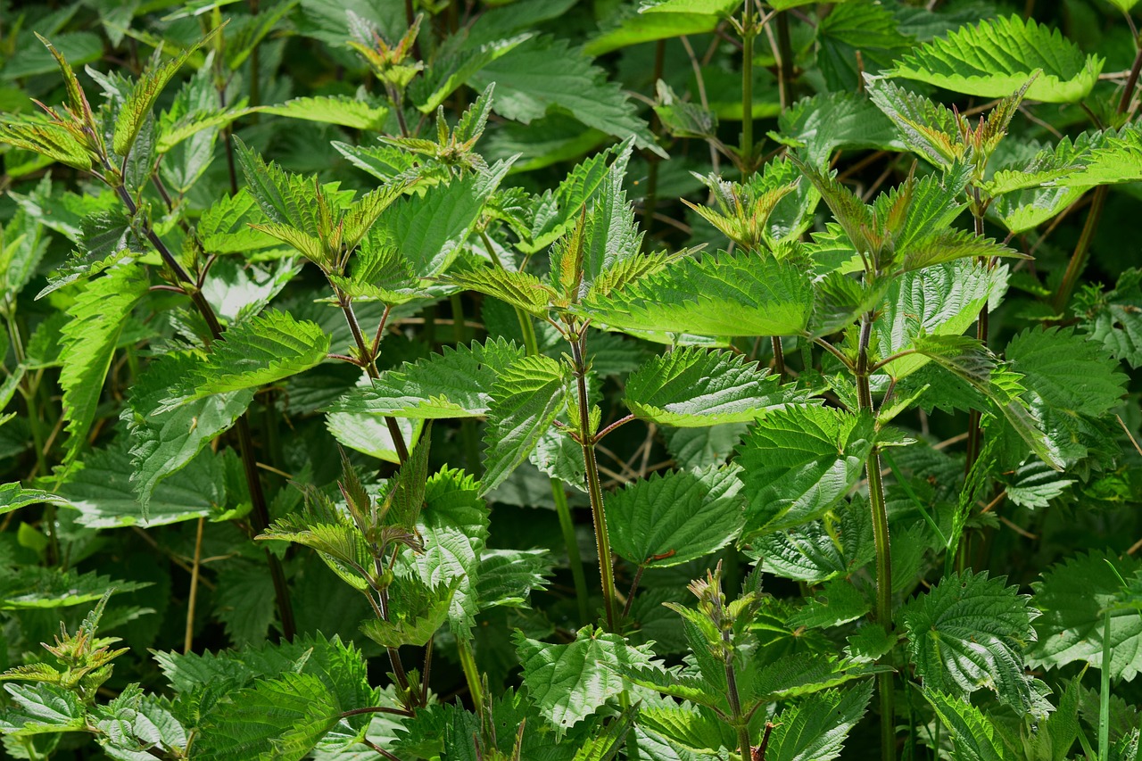 Effective Recipe for Weed Control: Naturally Keep Your Garden Green