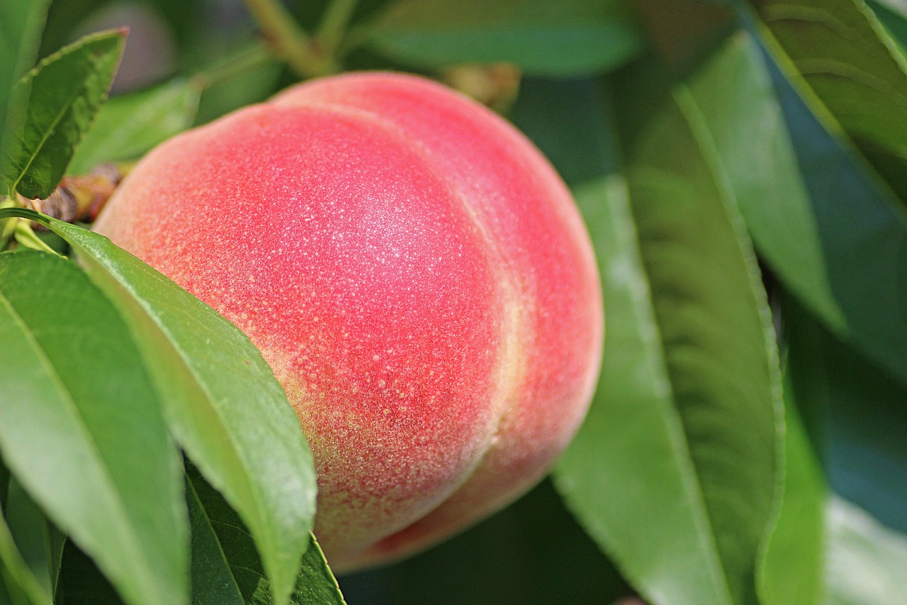 Easy Recipe for Peach Cobbler: A Delightful Dessert in Minutes