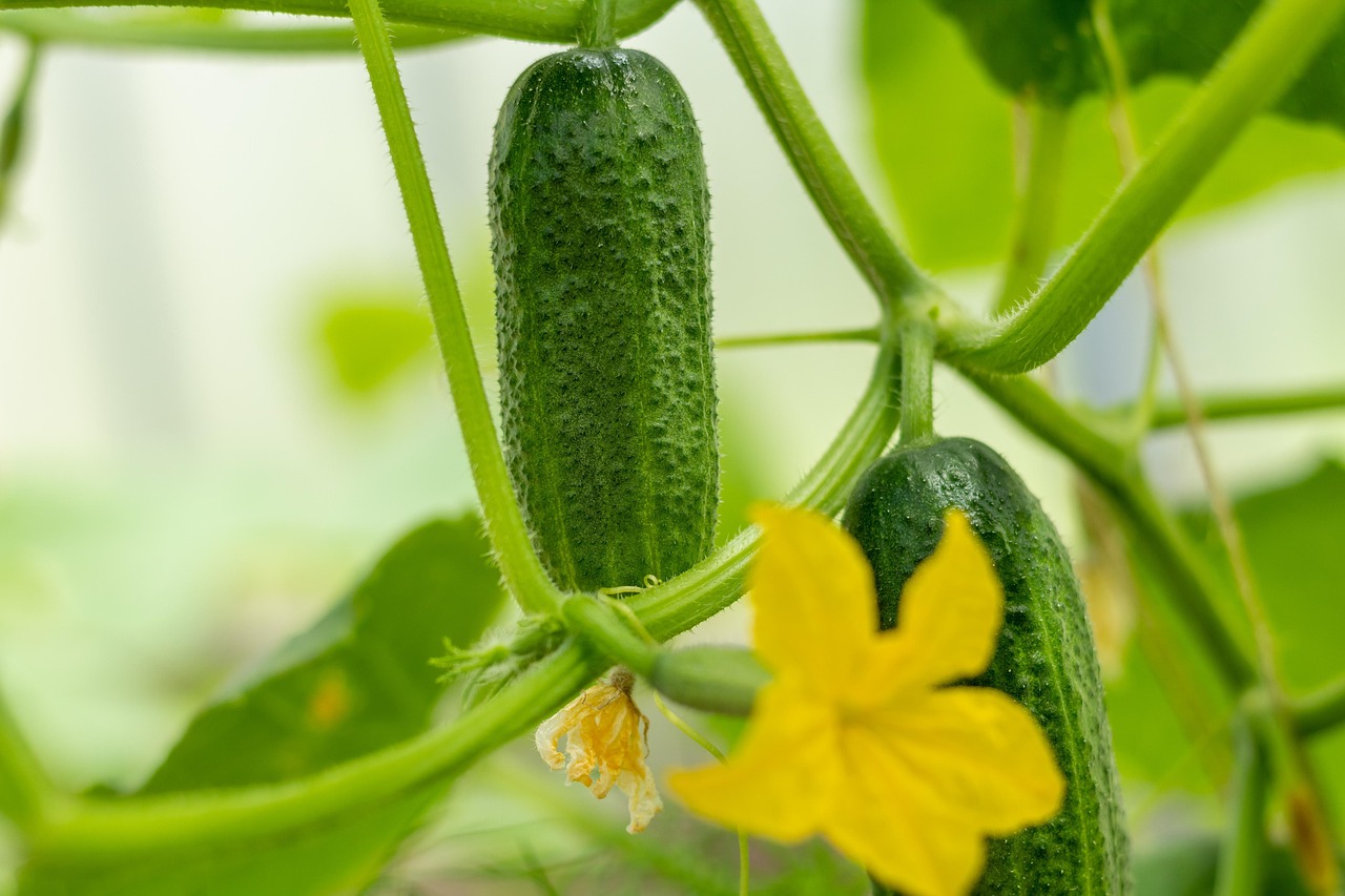 Delightful Recipe for Cucumber Sandwiches: A Refreshing Treat