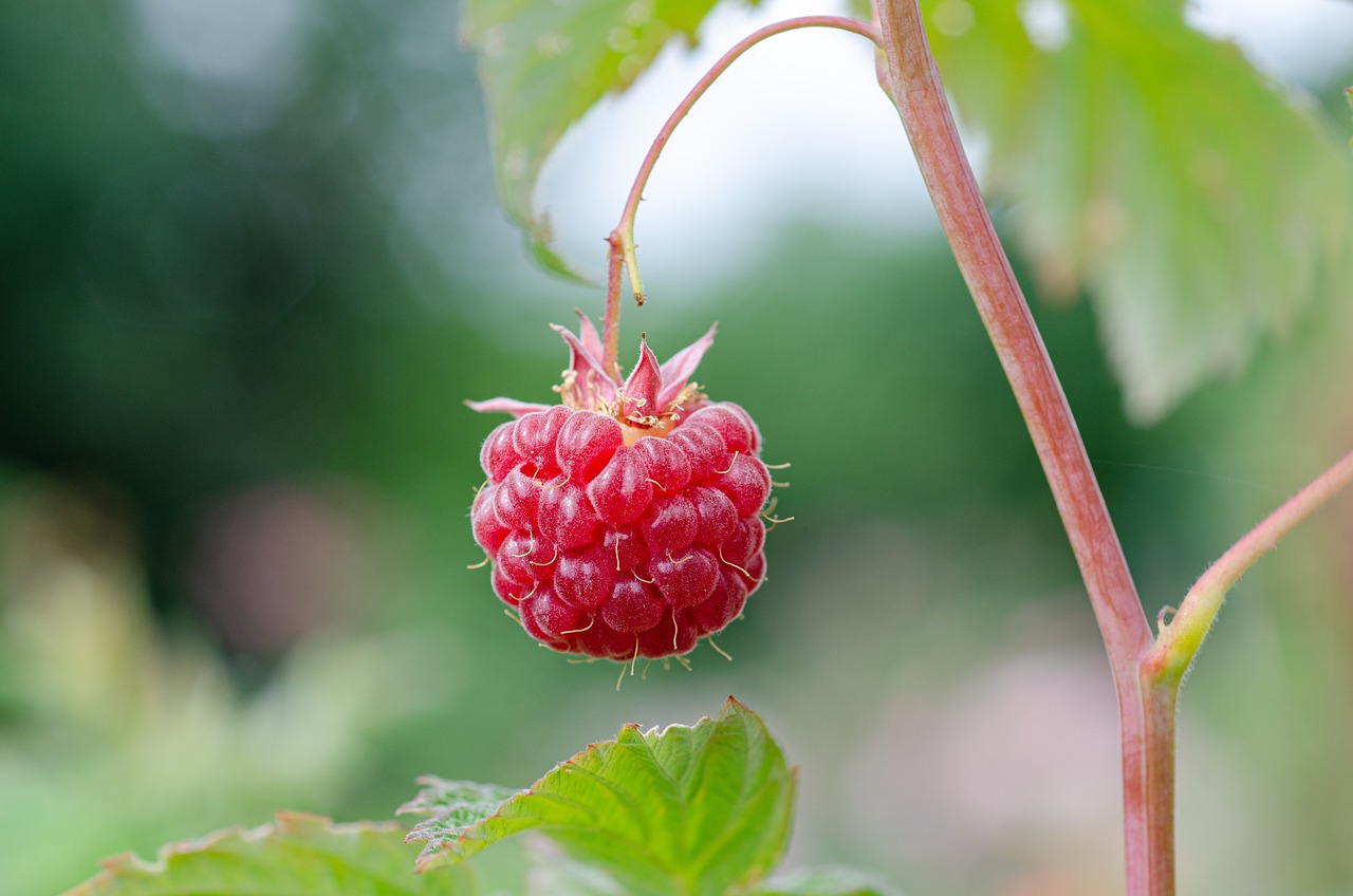 Deliciously Simple Raspberry Puree Recipe for Your Culinary Creations