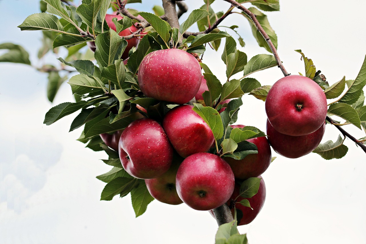 Easy Apple Cake Recipe: Quick and Delicious Treat!