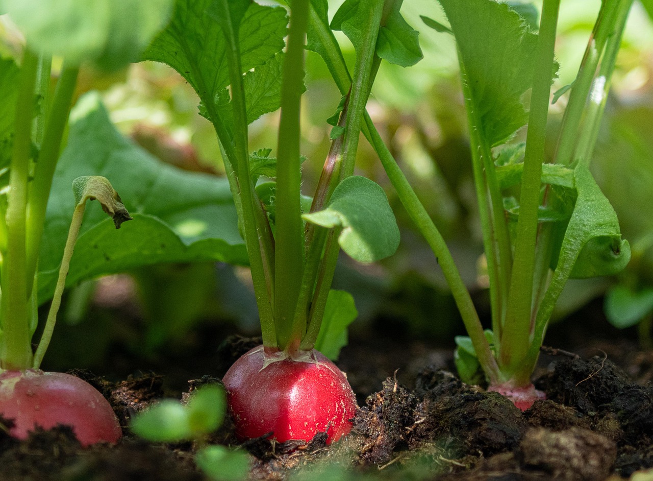 Delicious and Nutritious Radish Greens Recipe You Must Try