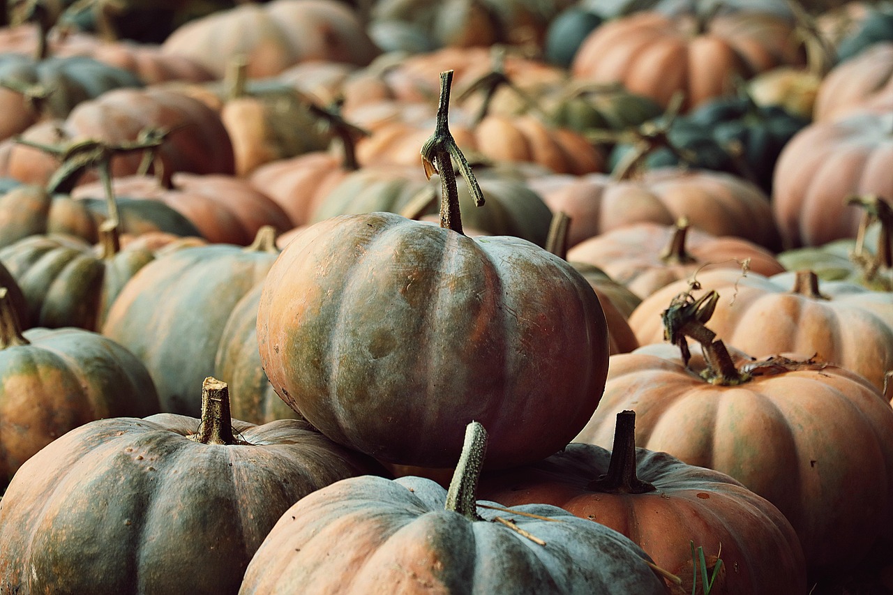 A Picture of Happy Thanksgiving: Capture the Joy This Holiday Season