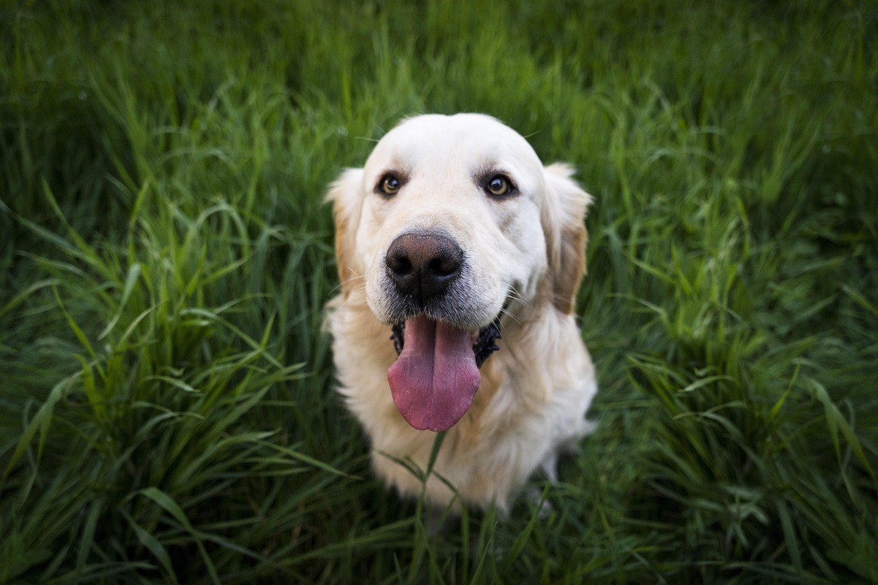 Happy Thanksgiving Dog Images: Celebrate with Your Furry Friend