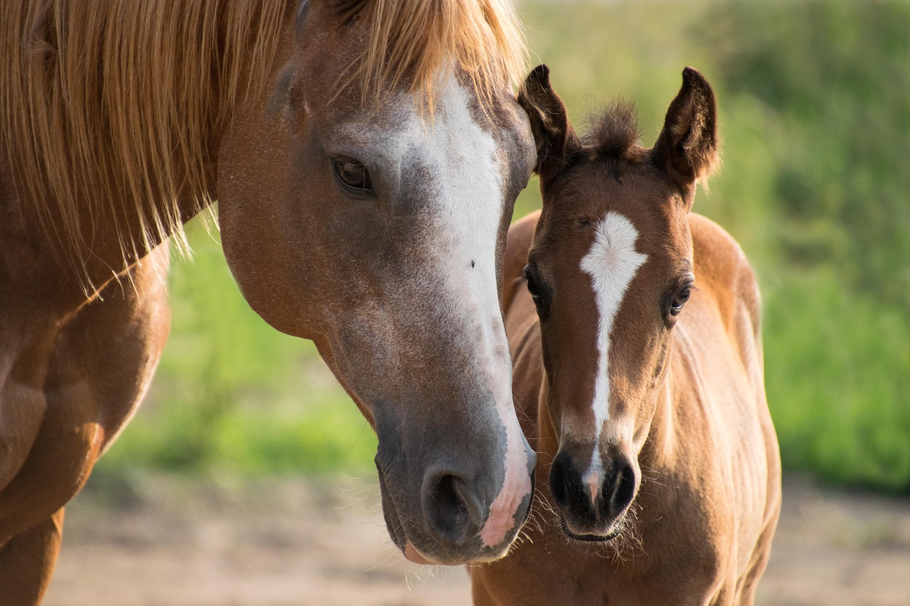 Happy Valentine's Day Horse: Celebrating Love for Our Equine Friends