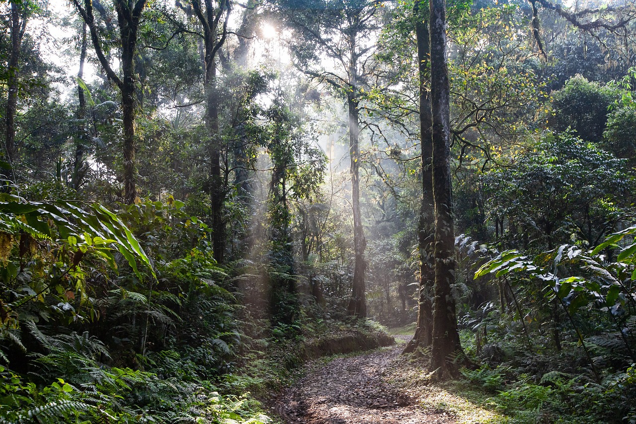 Discover the Amazing Tropical Rainforest Animals