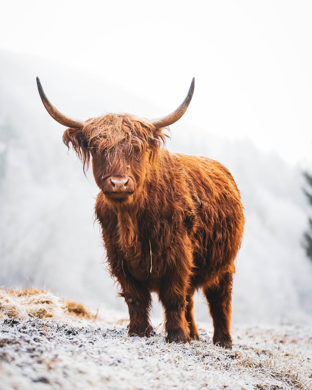 Why You Need a Highland Cow Stuffed Animal Today