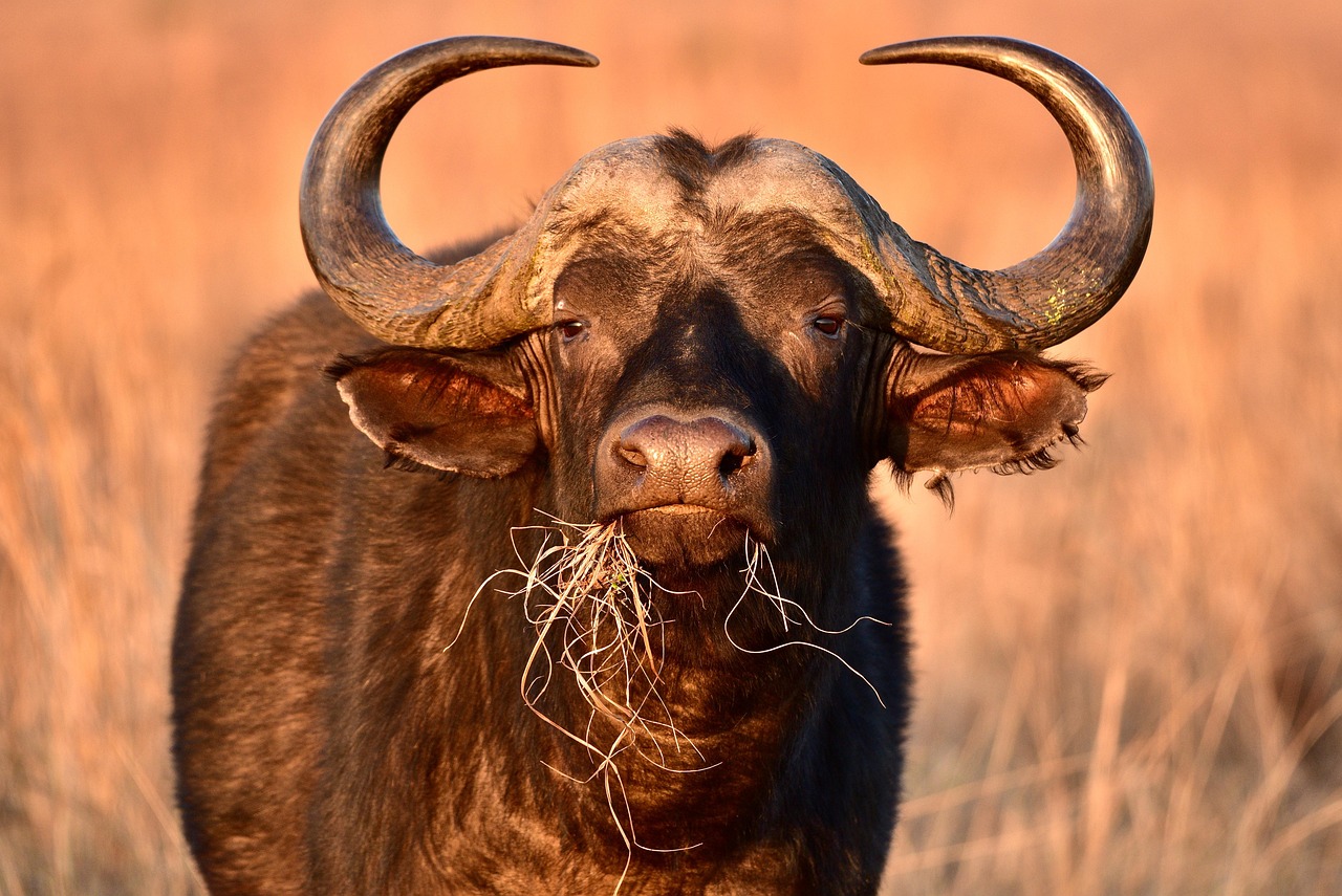 Discover the Buffalo Animal: Characteristics, Habitat, and Fun Facts