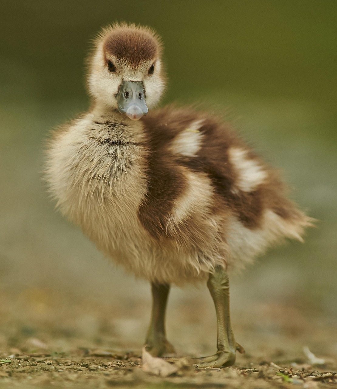 Discovering the Fascinating World of the Goose Animal