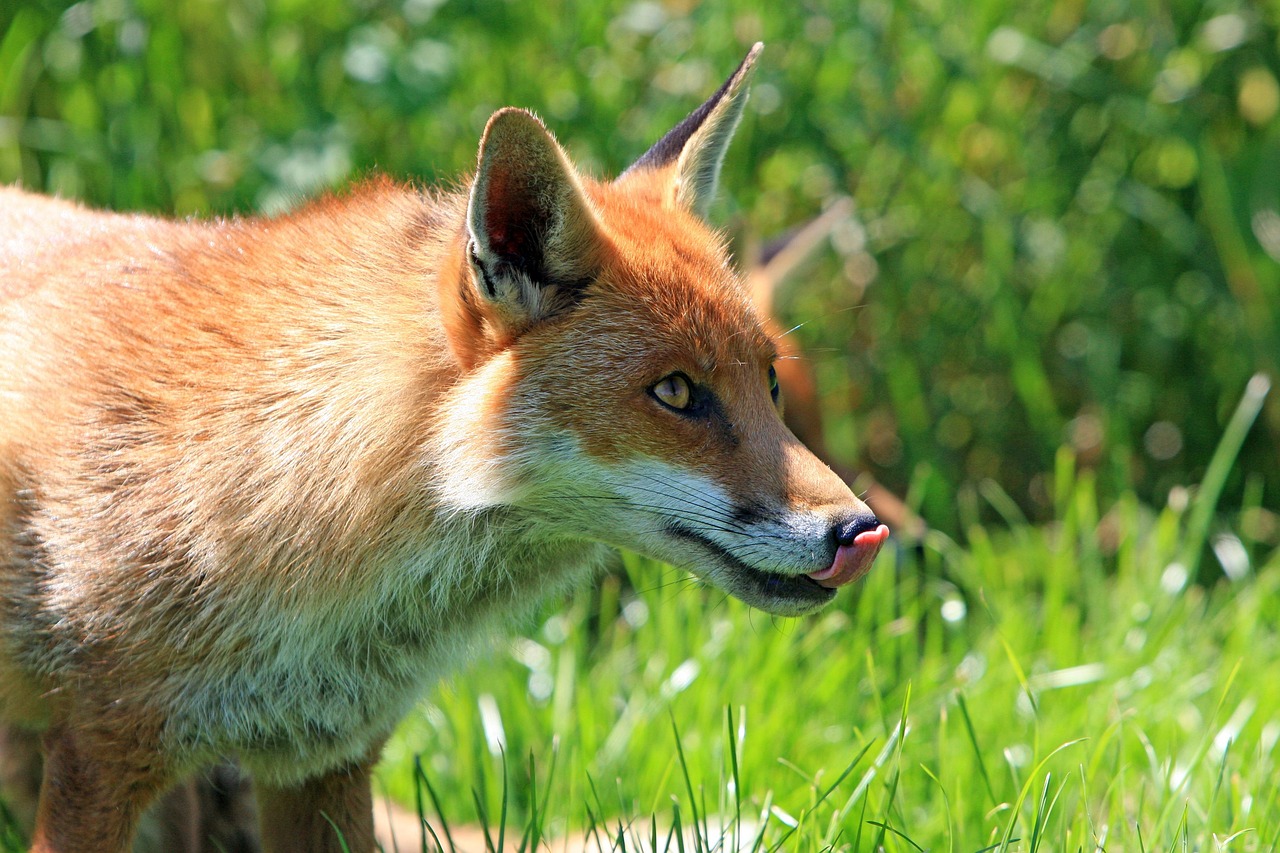 The Lean Muscular Carnivore with Fangs: Understanding the Animal Connection Between Foxes and Wolves