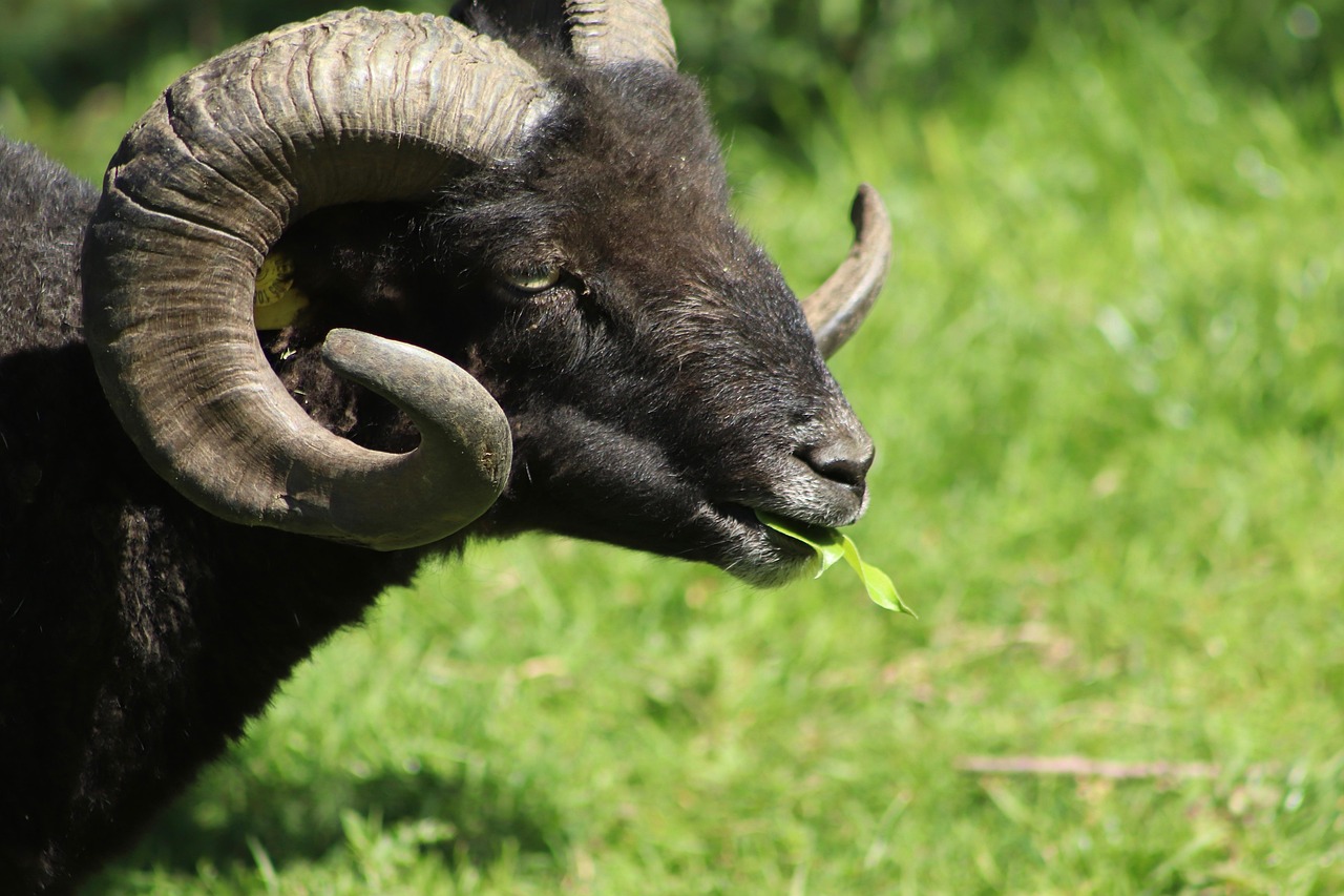 The Fascinating World of the Ram Animal