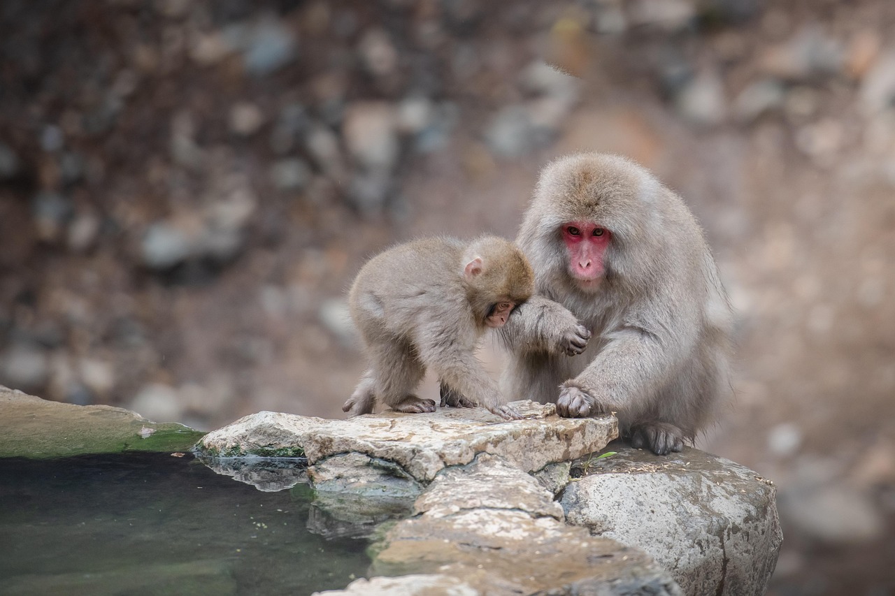 Discover the Pima Animal Care Center: Your Guide to Compassionate Animal Care