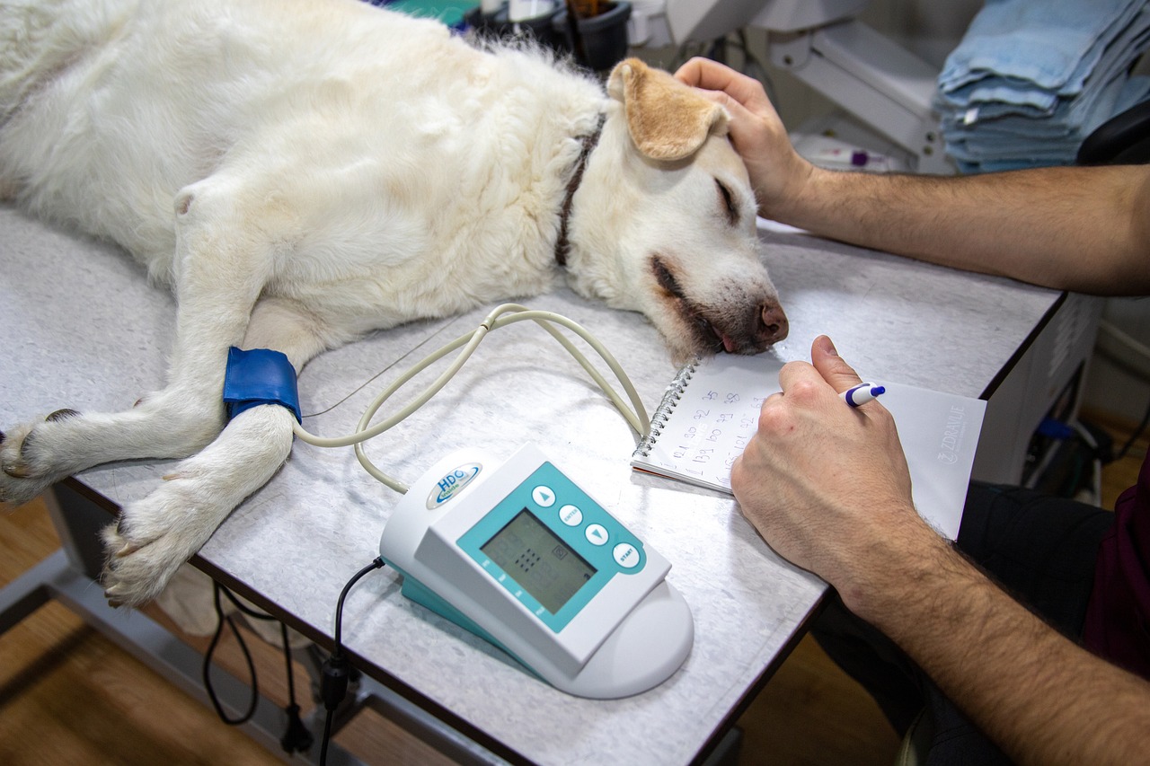 Lincolnshire Animal Hospital Vets: Exceptional Care for Your Furry Friends